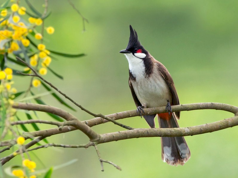 Mơ thấy chim nên đánh số gì